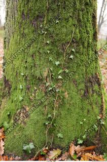 tree bark mossy 0003